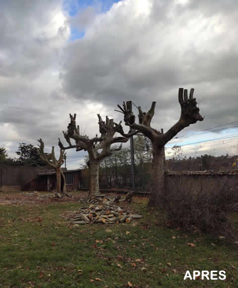 élagage d'arbres à Lyon